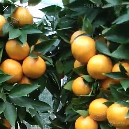 沃柑橘树的寿命,无籽沃柑的优缺点