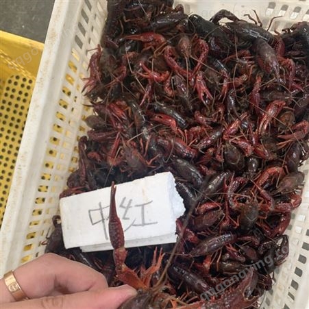 21年10月小龙虾批发 产地批发 678规格红虾31元每斤 深圳广州包直达费用