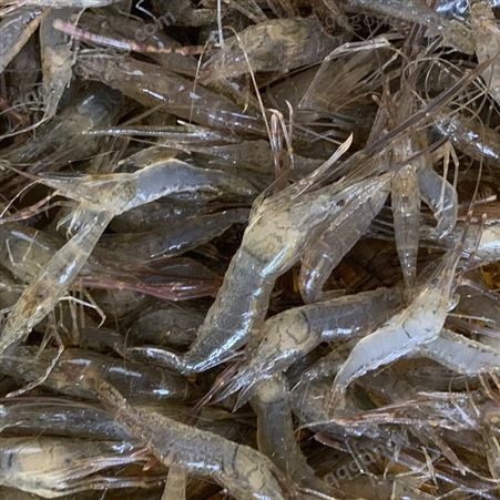 2021年10月大河虾/草虾每天*不到一百斤 每只2公分左右价格10元每斤