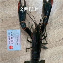 2021年7月澳洲淡水小龙虾鲜活澳龙蓝龙红螯螯虾二两以上超大规格有售