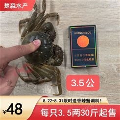 鲜活大闸蟹/六月黄螃蟹每只3.5两中等规格48元/斤 8月21到31日*满30斤送香辣蟹调料