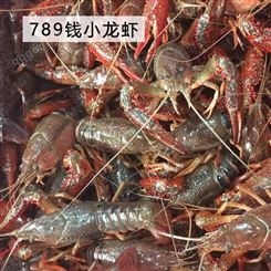 湖北潜江清水稻田养殖新鲜活虾青红鲜活小龙虾30/50斤789特大活体