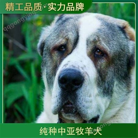 纯种中亚牧羊犬 科学养殖 双血统守卫犬 体型健壮