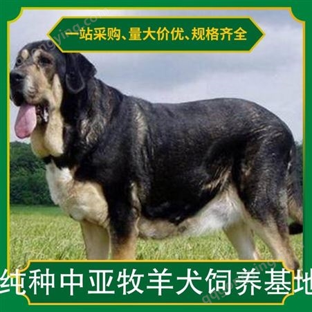 纯种中亚牧羊犬 科学养殖 双血统守卫犬 体型健壮