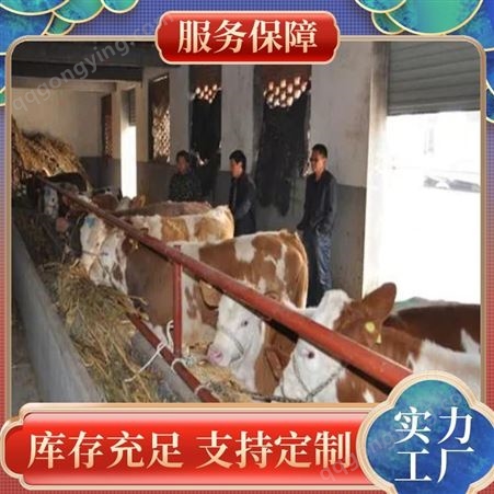 西门塔尔夏洛莱肉牛交易市场 单据齐全 花生秧粮食 市场 成活率99.99
