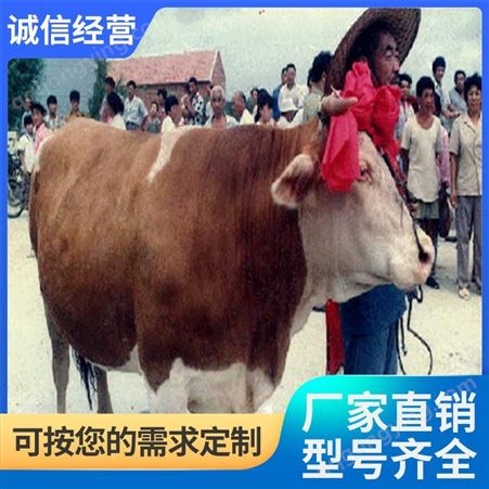 牛犊肉牛养殖生产厂家 红白花黄白花 不偏不倚 养殖场