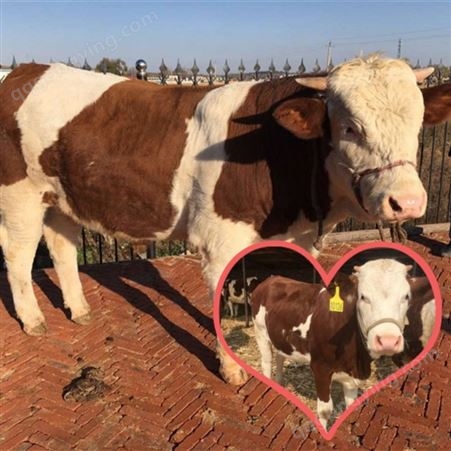 5之6个月的 西门塔尔二岁母牛斤 牧区一手牛源 放山架子牛 出栏快