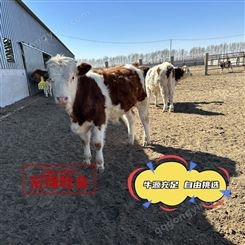 西门塔尔母牛 四五百斤的价钱 内蒙古草原放养牛 大骨架 好养易活