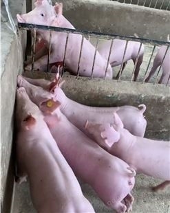 好品种大白母猪单价  新美系原种长白母猪 大白母猪批发行情 种猪厂家
