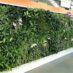 西安销售绿植公司 垂直绿化植物墙价 仿真绿植景观- 金森造景