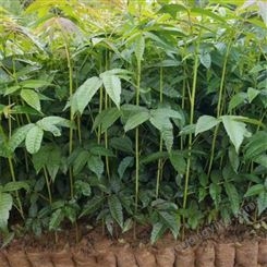 达林园林 香椿苗 根系发达 现场挖苗 种植便捷