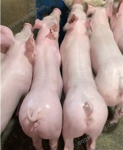 好品种大白母猪单价  新美系原种长白母猪 大白母猪批发行情 种猪厂家