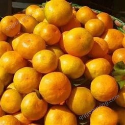 早熟武当蜜橘 果实园林 种植 箱式发货 脆甜可口 柑橘