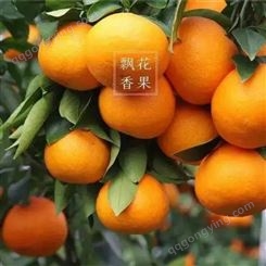柑橘子 新鲜沃柑 蜜橘水果 当季整箱供应 果园大量出售