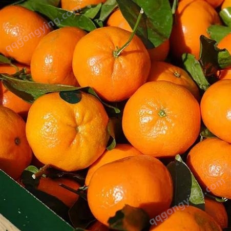 农户原生态种植沃柑蜜桔 当季新鲜砂糖柑橘5斤装包邮