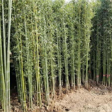 苗木基地直供 园林绿化竹子苗 刚竹苗 护坡固土绿化造景用 全国供货快