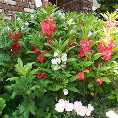 凤仙花种子盆栽重瓣指甲花室内外易活四季开花观赏植株