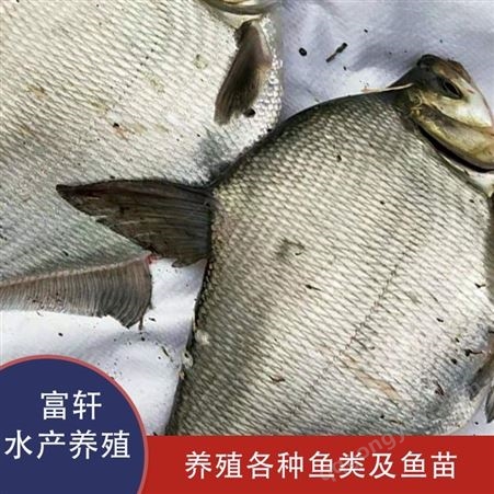 轩富水产翘嘴白鱼 10多斤翘嘴白鱼批发 翘嘴白鱼供应渔场