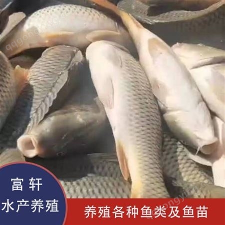 北京鲤鱼鱼苗价格 淡水养殖鲤鱼 轩富水产供应鲤鱼 多种水产品种