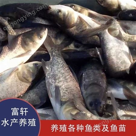 轩富水产   鳙鱼鱼苗生产基地  天津水产养殖很好的鱼苗  淡水鱼苗