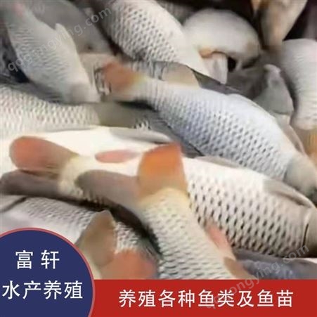 北京鲤鱼鱼苗价格 淡水养殖鲤鱼 轩富水产供应鲤鱼 多种水产品种