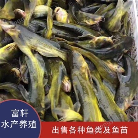 黄骨鱼价格 种类齐全 黄骨鱼苗培育 黄骨鱼供应 轩富水产量大从优