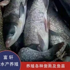 花鲢鱼 河北花鲢鱼价格 品种齐全 花鲢鱼渔场出售 轩富水产