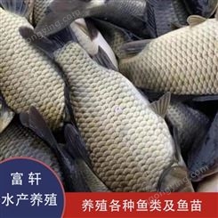 彭泽鲫鱼 品种齐全 鲫鱼鱼苗出售 2-6cm鲫鱼鱼苗 量大从优
