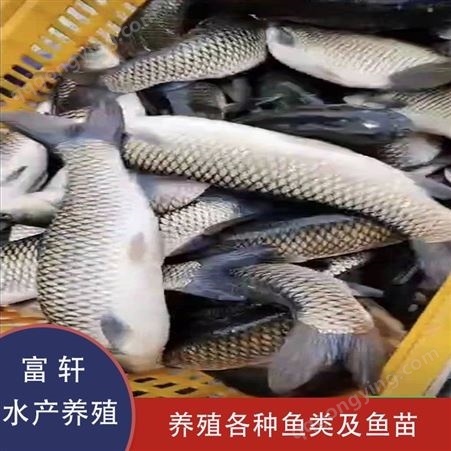 山西大同草鱼出售 草鱼养殖基地 求购草鱼 种类齐全 轩富水产
