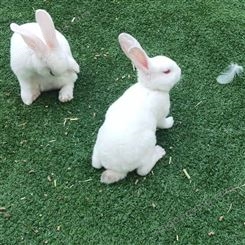金想 动物园景区观赏萌宠兔子租赁 性情温顺 有趣活泼