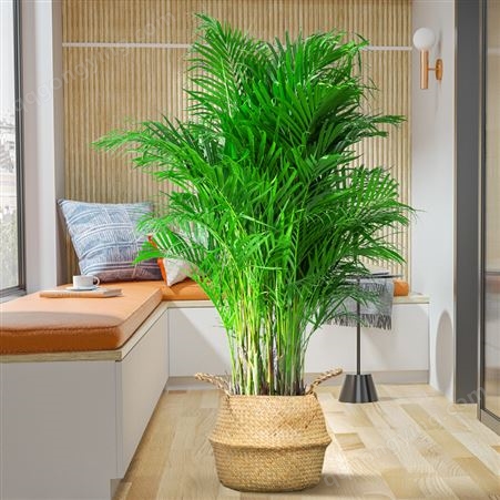 客厅绿色植物散尾葵大型绿植凤尾竹室内盆栽轻奢夏威夷竹好养花卉