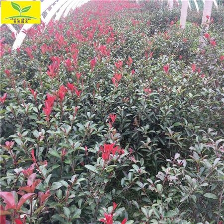 chunxi/春熙农业50公分-60公分红叶石楠苗 易成活 根系发达