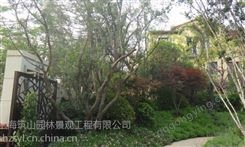 上海闸北花镜设计 苗木供应 质量放心