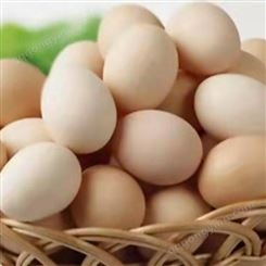 蛋鸡辣椒油粉提醒您产蛋高峰期间需要做的事 辣椒油粉鸡群更健康