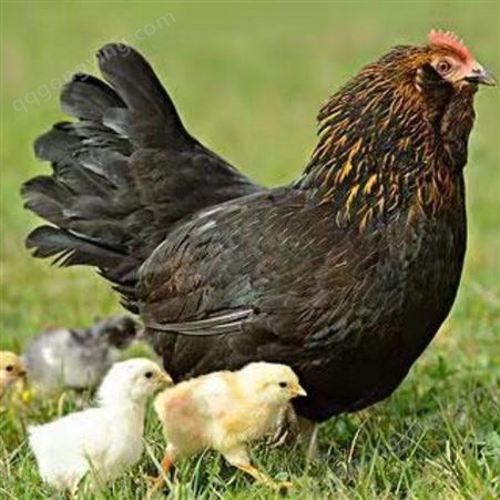 微生态辣椒油粉教您如何挑鸡 降低鸡群病症的风险