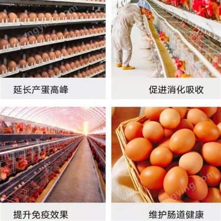 泰西农牧发酵辣椒粕厂家拒绝暴利 养鸡用发酵辣椒粕不错的选择