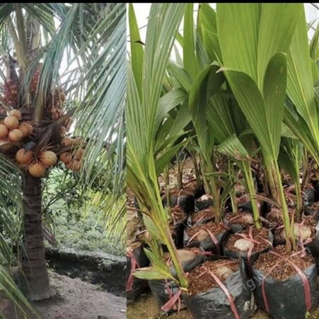 黄金椰子百亩种植基地 批发黄金椰子 黄金椰子批发