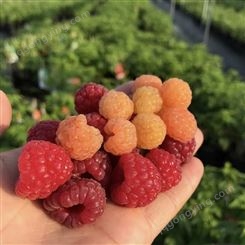 红树莓种植基地 批发红树莓苗 红树莓苗价格