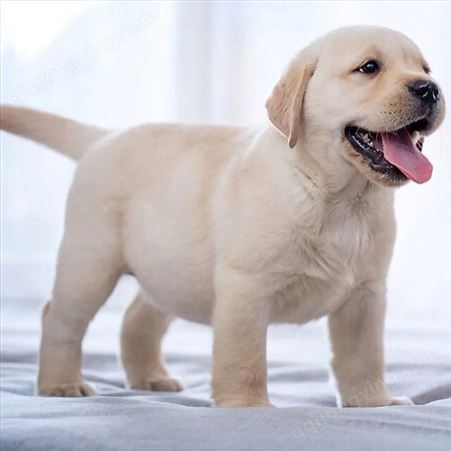 纯种双血统拉布拉多幼犬 巡回导盲犬养殖 适应能力强 好客多宠物