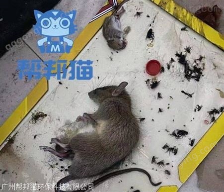 广州网吧网咖灭虫灭鼠公司 烧烤店东亚白蚁防治